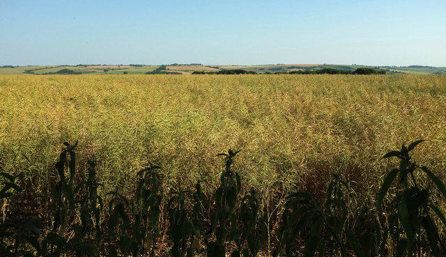 Oilseed rape by Hare Warren