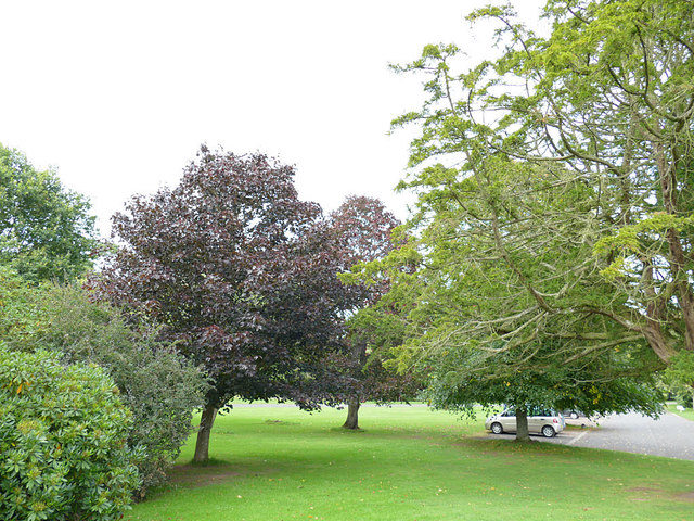 Trees outside Paxton House