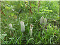 NT9352 : Inkcap mushrooms, Paxton House by Stephen Craven