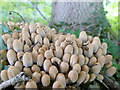 NT9351 : Fungi on a tree stump by Stephen Craven