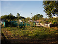 Waye Avenue allotments, Cranford