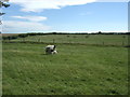 Sheep grazing near Sundown Farm