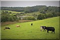 Cattle grazing by Loch of Balloch