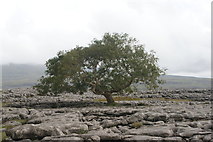 SD7075 : View of a tree on the top of Twisleton Scar End by Robert Lamb