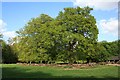 SP9713 : Aldbury: Ancient trees on Aldbury Common by Nigel Cox