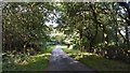 Road through the trees