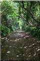 Footpath through Allington Hill Nature Reserve, Bridport