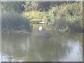 Swan on the Avon near the Fish and Anchor Inn