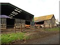 Cattle at Darvole Farm