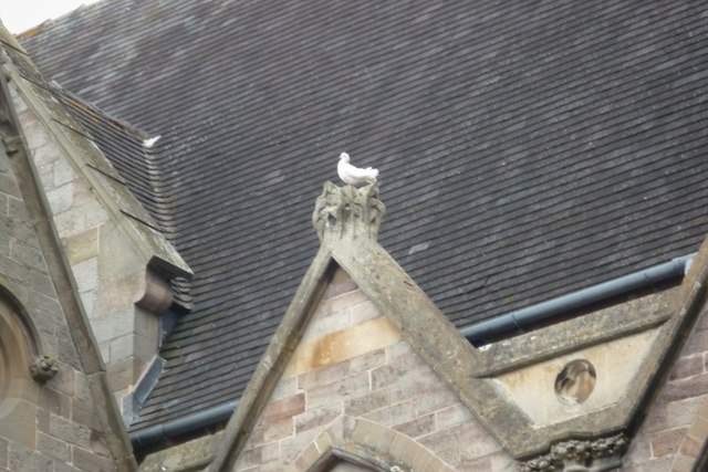 Dove on Belmont Abbey
