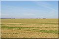 Downland fields off Grand Avenue, East Blatchingdon