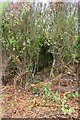 Ditch culvert in hedge on north side of Laming Gap Lane