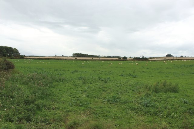Grass field beside the East Coast Mainline