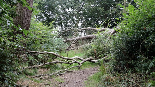 A fallen tree blocking the bridleway