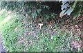 Toadstool beside the A271