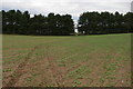 TM3651 : Sandlings Walk crossing a field north of Wantisden Corner by Christopher Hilton