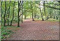 Woodland Path on Kingsley Common, Hampshire - 140918