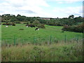 Cattle grazing in the Irwell valley