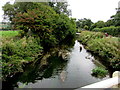 Dog in the River Frome, Maiden Newton