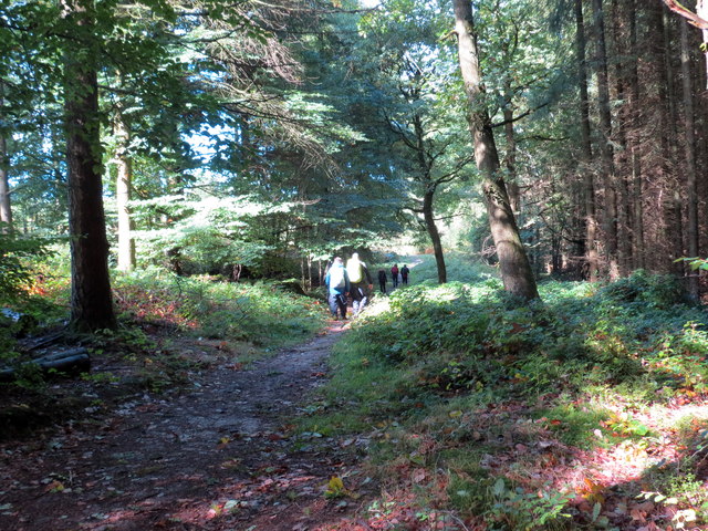 Llwybr Coedog / Wooded Path