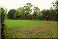 Cattle pasture near Greenleigh Farm