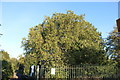 Tree at the entrance to Mostyn Gardens, Merton