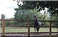 Horse by School Road, Hurst