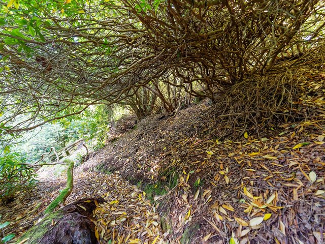 Rhododendron Infestation in Findon Wood
