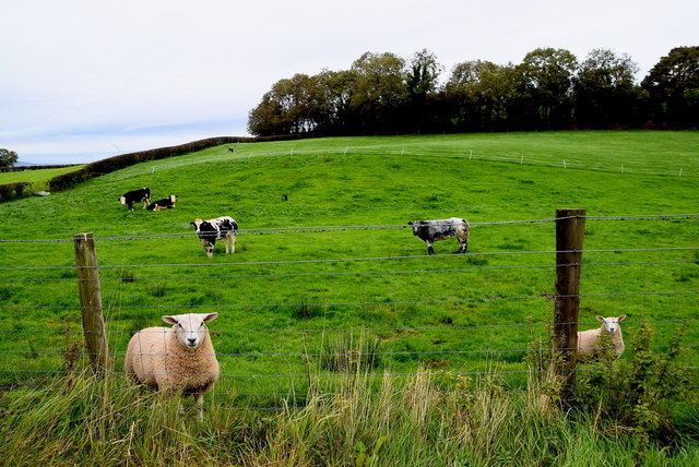 Sheep and cattle, Sixmilecross