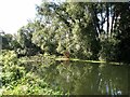 Fallen tree in the River Wensum