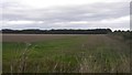 Field on the edge of Amble