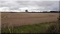 Stubble, New Barns