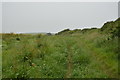 Footpath along field boundary