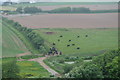 Cattle grazing by Buckland Stream