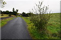 Blackthorn bush along Oldfort Road, Tattyreagh Glebe