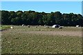 Pigs in field north of Old Salisbury Lane