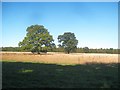 Sarratt: Isolated oak trees near Waterdell Spring