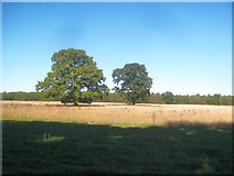 TQ0797 : Sarratt: Isolated oak trees near Waterdell Spring by Nigel Cox