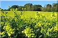 Autumn Rape field, Riccards Lane