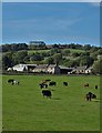 Cattle grazing at Benteholme Farm