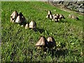 Clumps of mushrooms growing by Bents Hill Lane