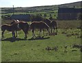 SS4390 : Horses grazing by Alan Hughes