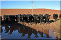 Cattle at Town Farm, Earlston