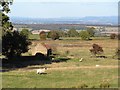 Sheep pasture at Ilton