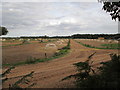 Large  scale  outdoor  pig  farming