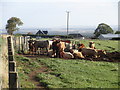 Feeding cattle