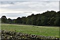 Braithwaite: Private stone-walled lane to Yates House