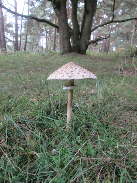 Parasol  Mushroom  (Macrolepiota  Procera)