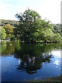 Small island on the Mere, Scarborough 