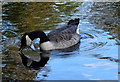 Canada goose (Branta canadensis) on The Mere, Scarborough 